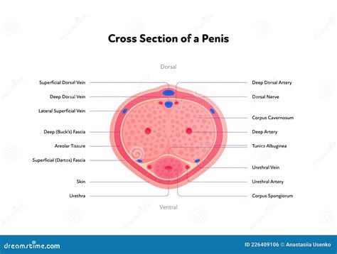 pictures of dick|Category : Anatomy of the human penis